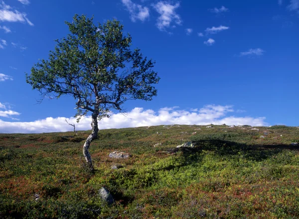 Krajobraz z samotnym drzewem — Zdjęcie stockowe