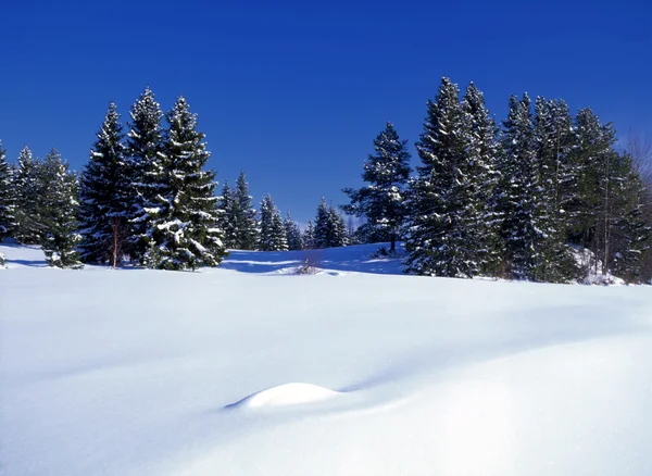 Vinter landskab af solrig skov - Stock-foto