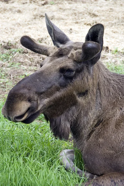 Detail hlavy moose — Stock fotografie