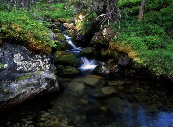 Hermoso arroyo en cascada en el bosque — Foto de Stock