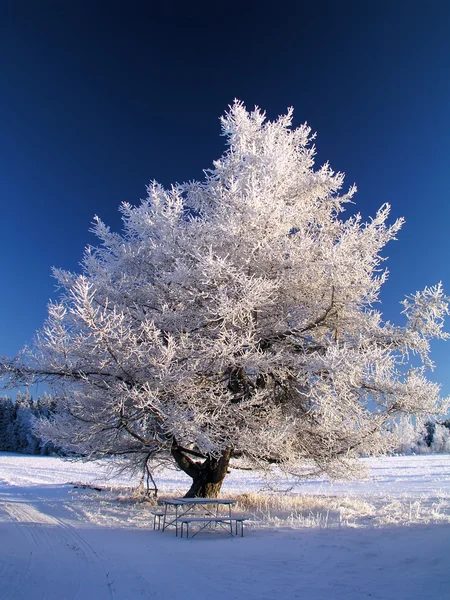 Big frozen tree in sunshine — Stock Photo, Image