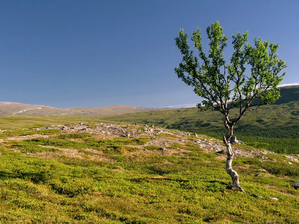언덕 위의 외로운 나무 — 스톡 사진
