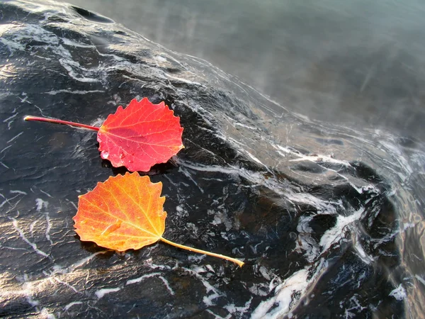 Kleurrijke bladeren geïsoleerd op steen — Stockfoto