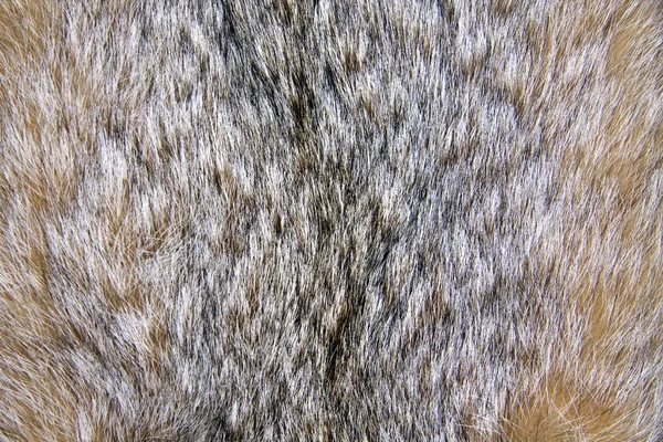 Lynx の背景 — ストック写真