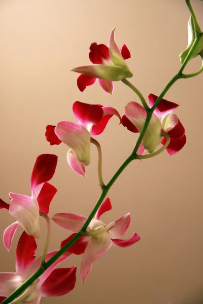 Färska orkidéer närbild — Stockfoto