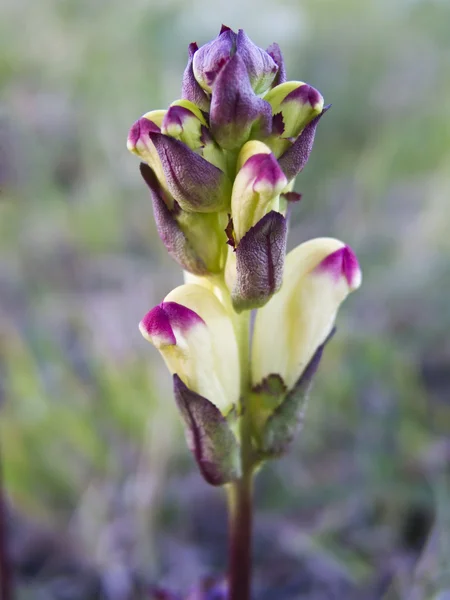 Bella orchidea in erba — Foto Stock
