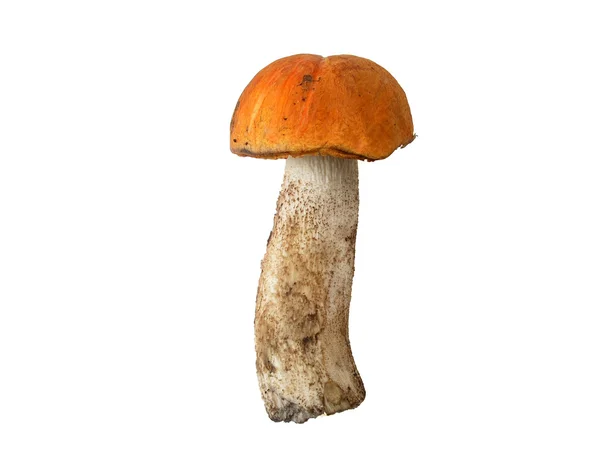 stock image Fresh mountain mushroom