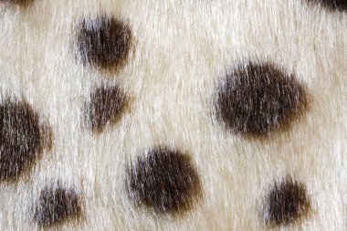 Texture of leopardskin Pattern clipart