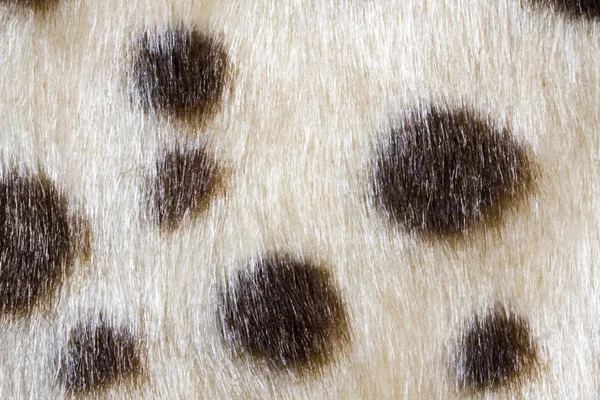 Leopardskin 패턴의 질감 — 스톡 사진