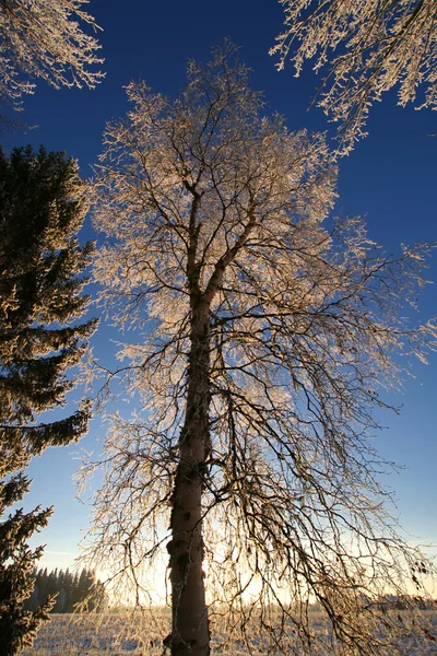 Tall frost tree — Stock Photo, Image