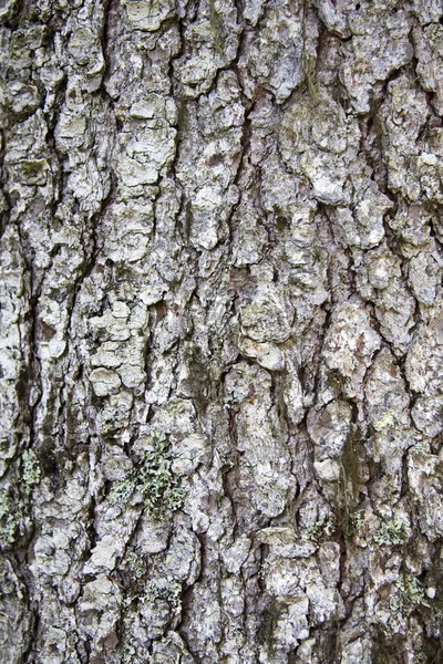 Tree bark texture background — Stock Photo, Image