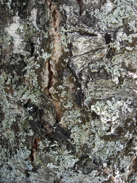 Árvore casca textura fundo — Fotografia de Stock