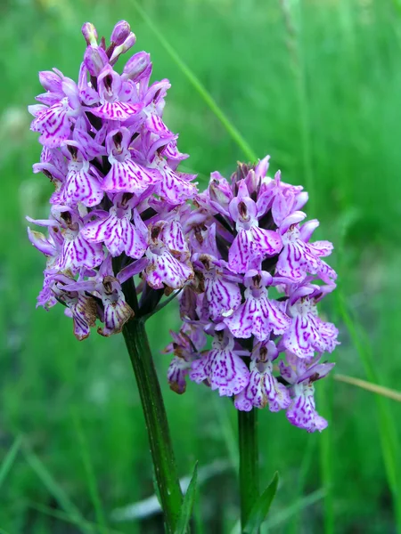 Hermosas orquídeas manchadas primer plano —  Fotos de Stock