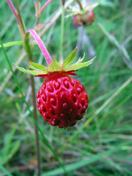 新鲜野生草莓 — 图库照片