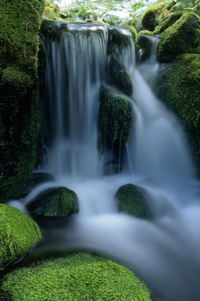 Pequeña cascada en el bosque — Foto de Stock