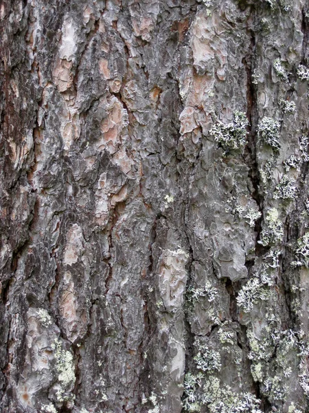 Textura stromové kůry pozadí — Stock fotografie
