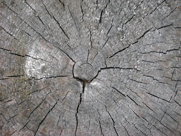 Texture de vieux bois coupé gros plan — Photo