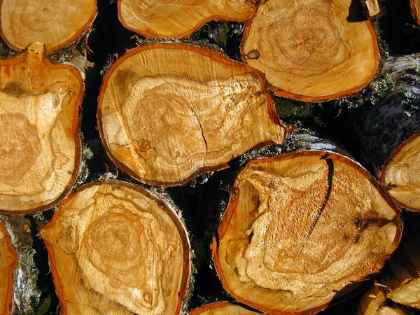 Textura de árvore cortada tocos fundo — Fotografia de Stock