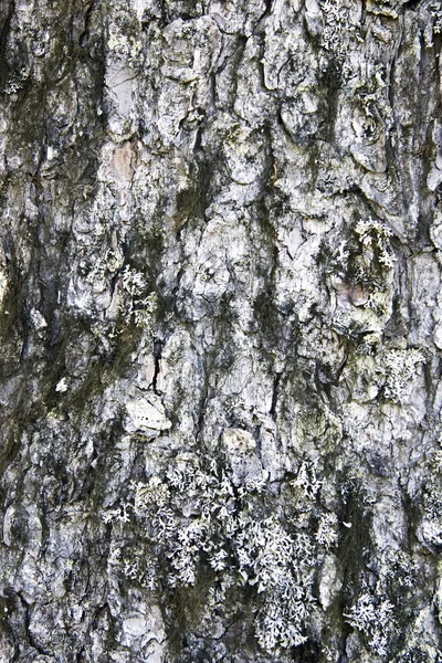 树皮纹理背景 — 图库照片