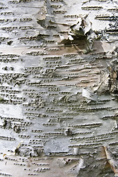 Тло текстури кори дерева — стокове фото