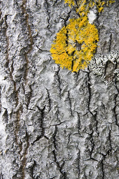 樹皮の質感の背景 — ストック写真