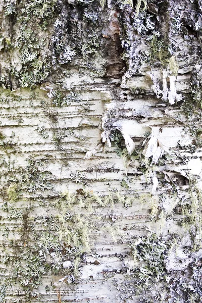 자연 나무 껍질 배경 텍스처 — 스톡 사진