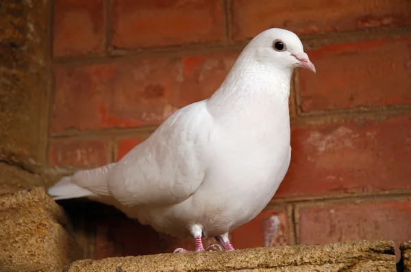 Biały gołąb — Zdjęcie stockowe