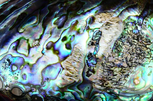 stock image Paua shell background