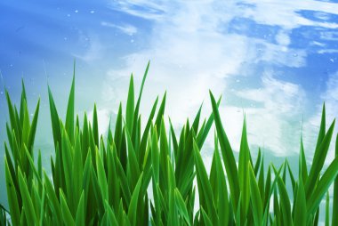 Green grass clipart