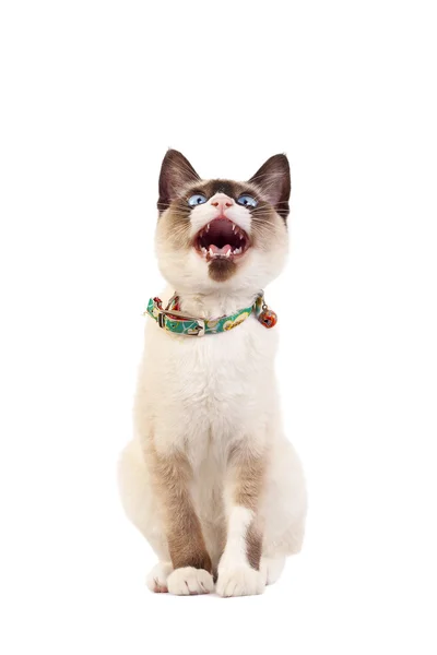 Siamese cat looking up — Stock Photo, Image