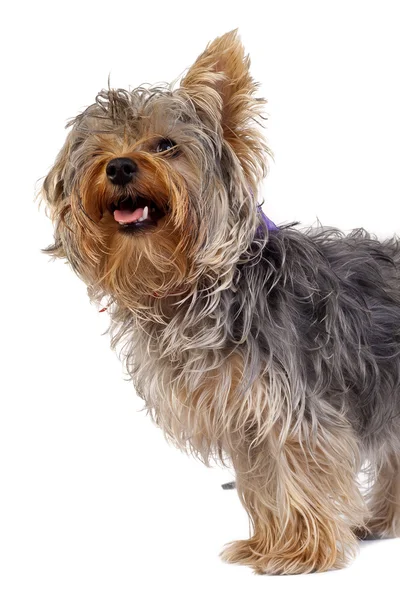 Kíváncsi yorkshire terrier — Stock Fotó