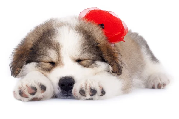 Ospalý štěně — Stock fotografie
