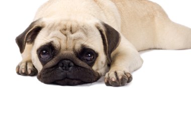 Lonely looking Pug clipart