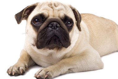 Sad looking pug dog clipart