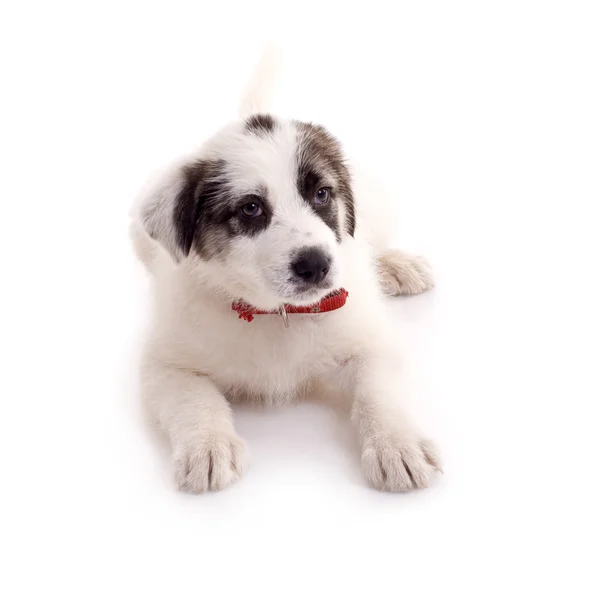 Bucovinean Shepard cucciolo — Foto Stock