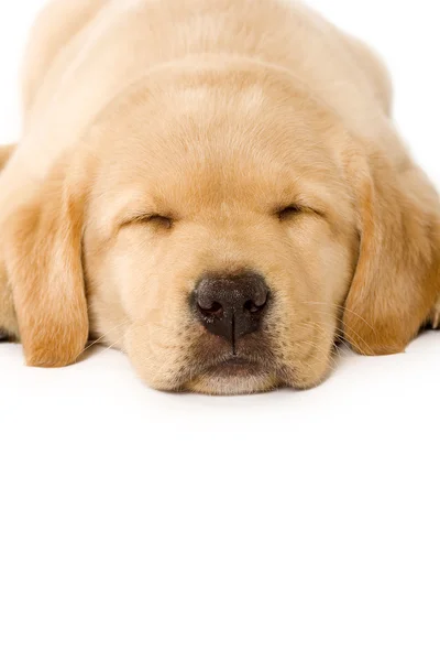 昏昏欲睡的小狗拉布拉多 — 图库照片