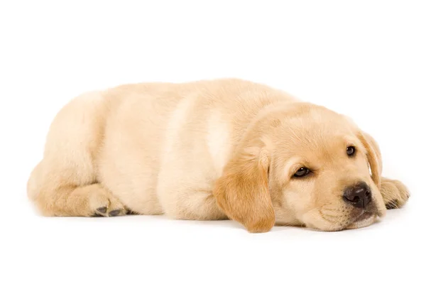 Niedlicher Labrador-Hund schläft — Stockfoto