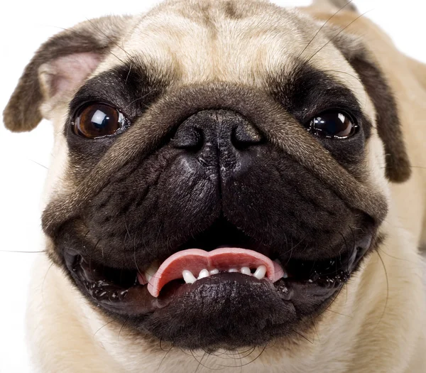 Pug's face — Stock Photo, Image
