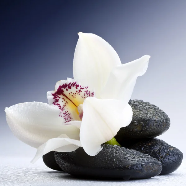 Pedras e orquídea — Fotografia de Stock