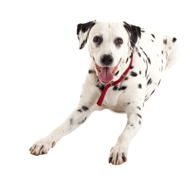 Seated dalmatian female clipart