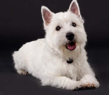 West Highland White Terrier clipart