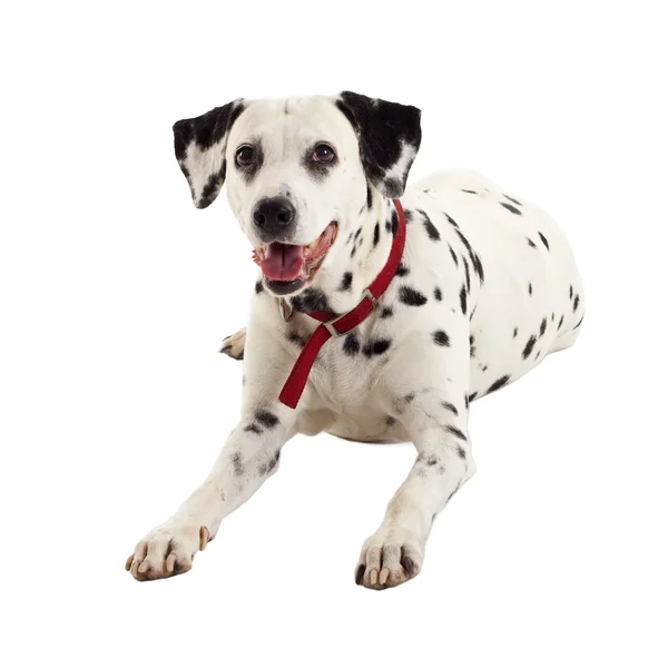 stock image Seated dalmatian