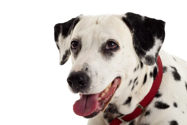 Dalmatian puppy portrait — Stock Photo, Image