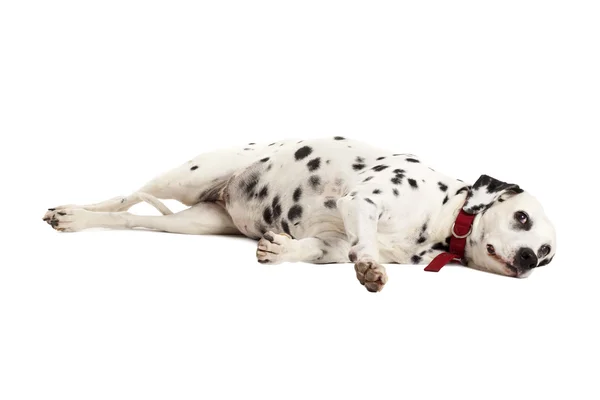Sovande dalmatiner — Stockfoto