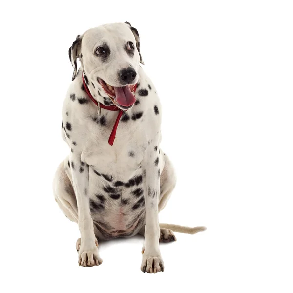 stock image Dalmatian sitting