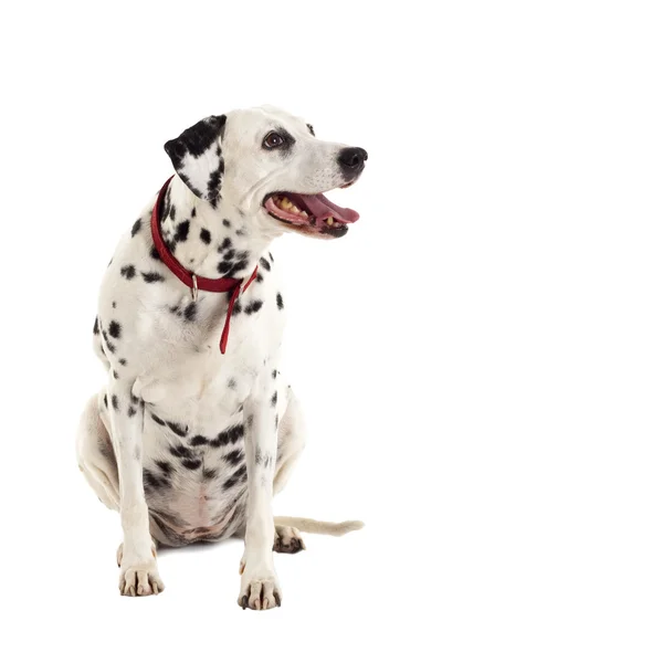 stock image Female dalmatian