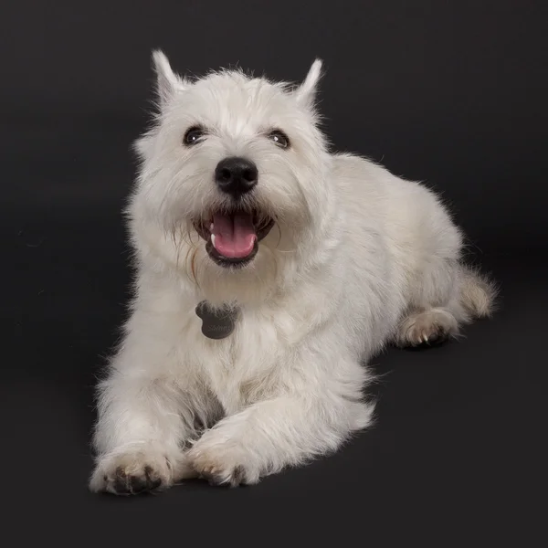Westie with mouth open — Stock Photo, Image