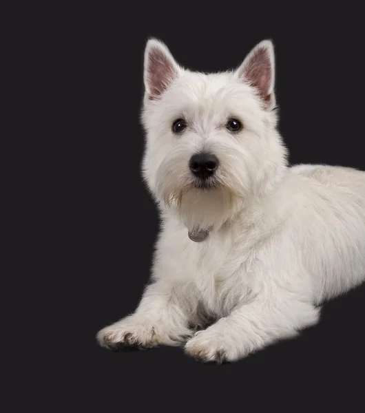 West Highland terrier blanco —  Fotos de Stock