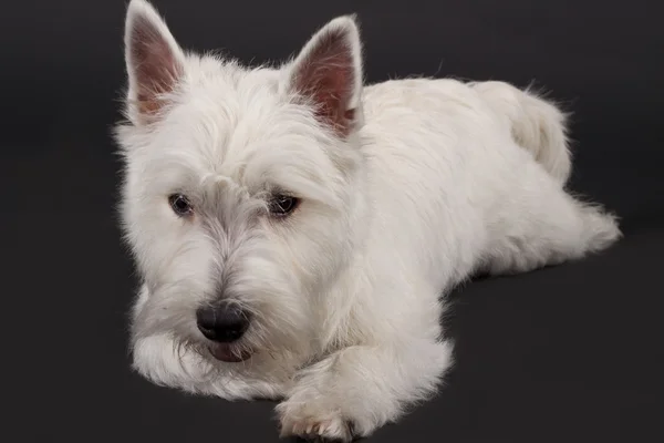 West Highland terrier — Foto de Stock