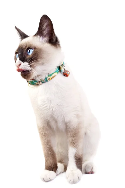 Cat with tongue — Stock Photo, Image